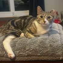 Thumbnail photo of Bunny #4