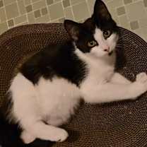 Thumbnail photo of Vesper #3