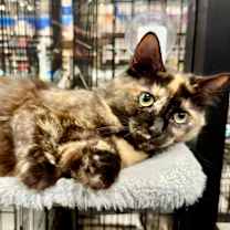 Thumbnail photo of Honey #1