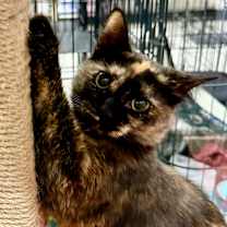 Thumbnail photo of Honey #2