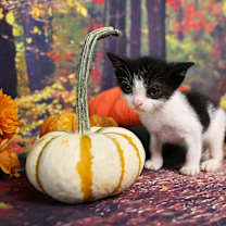 Thumbnail photo of Bic #2