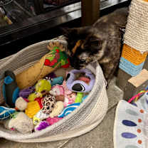 Thumbnail photo of Honey #3