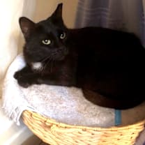 Thumbnail photo of Sugar #1