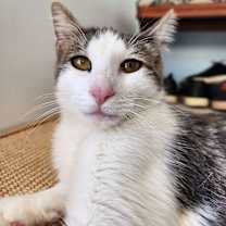 Thumbnail photo of Brussel Sprout #2