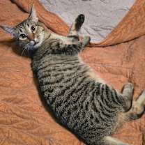 Thumbnail photo of Sova Kittens:  Parsley #3