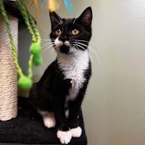 Thumbnail photo of Patrick Star #3