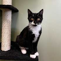 Thumbnail photo of Patrick Star #4