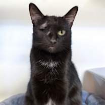 adopt-pet