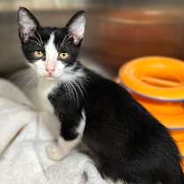 Thumbnail photo of Sleep Shirt #1