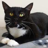 Thumbnail photo of Cashmere #3