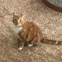 Thumbnail photo of Bert #2