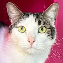 adopt-pet