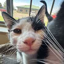 Thumbnail photo of Dixie Lou #3