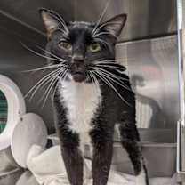 adopt-pet