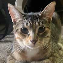 adopt-pet