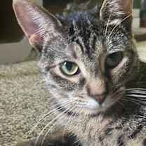 adopt-pet