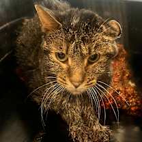 adopt-pet