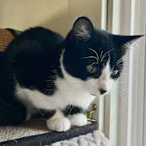 adopt-pet