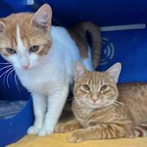 Thumbnail photo of Benji #3