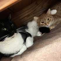 Thumbnail photo of Benji #4