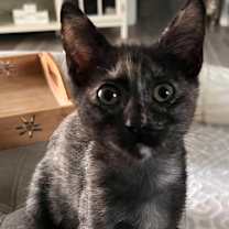 Thumbnail photo of Willow #3