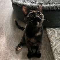 Thumbnail photo of Willow #4