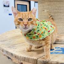 Thumbnail photo of Marmalade 2025 #1