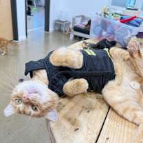 Thumbnail photo of Marmalade 2025 #2