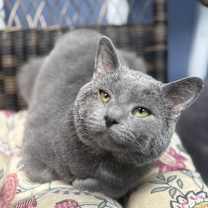 Thumbnail photo of Gizzy #1