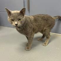 Thumbnail photo of Gizzy #4