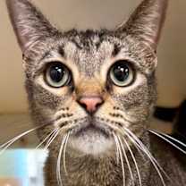 adopt-pet