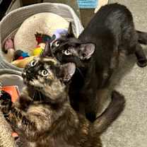 Thumbnail photo of Honey #4