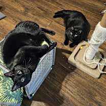 Thumbnail photo of Charlie and Peanut #3