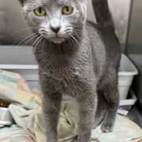 Thumbnail photo of Grey-C #1