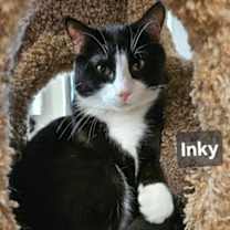 Thumbnail photo of Inky #1