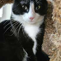 Thumbnail photo of Inky #3