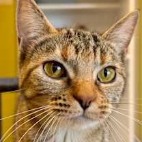 adopt-pet