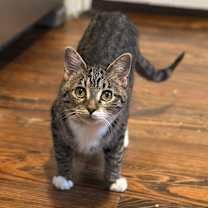 Thumbnail photo of Robin #1