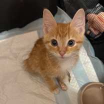 Thumbnail photo of Slinky SPECIAL NEEDS #2