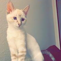 Thumbnail photo of Leo #4