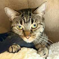 adopt-pet