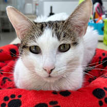 Thumbnail photo of Lorde #1