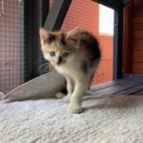 Thumbnail photo of Balloon #4