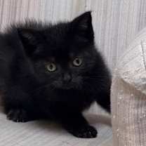 Thumbnail photo of Theodore - Baker British Baby 2 #3