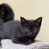 Thumbnail photo of Theodore - Baker British Baby 2 #4