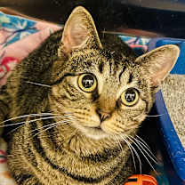 Thumbnail photo of Connie #1