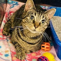 Thumbnail photo of Connie #2