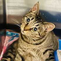 Thumbnail photo of Connie #3