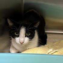 Thumbnail photo of YASMIN #2