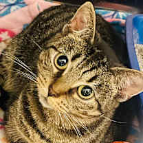 Thumbnail photo of Connie #4